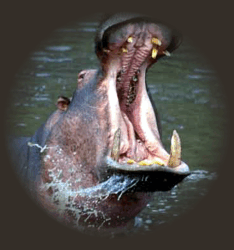 IMA hippo